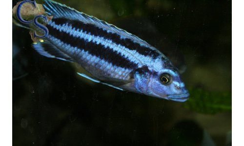 Melanochromis kaskazini